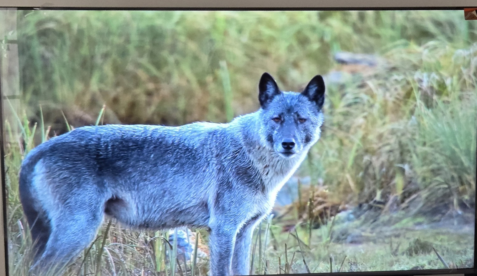 TCL C655 55″ QLED Smart TV