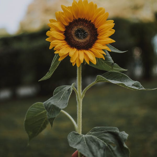 حزمة عباد شمس